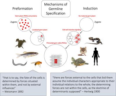 Primordial Germ Cell Specification in Vertebrate Embryos: Phylogenetic Distribution and Conserved Molecular Features of Preformation and Induction
